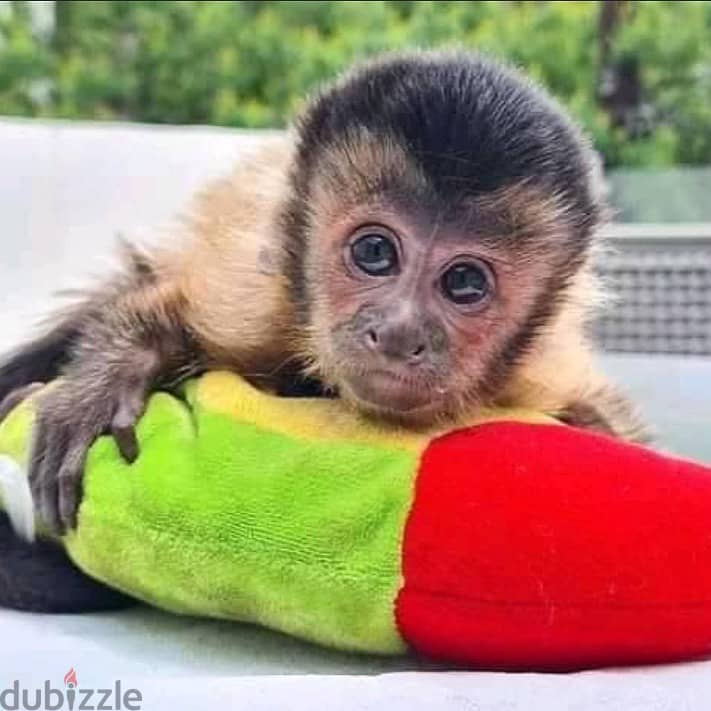 Capuchin Monkeys// Whatsapp+971502618837 0