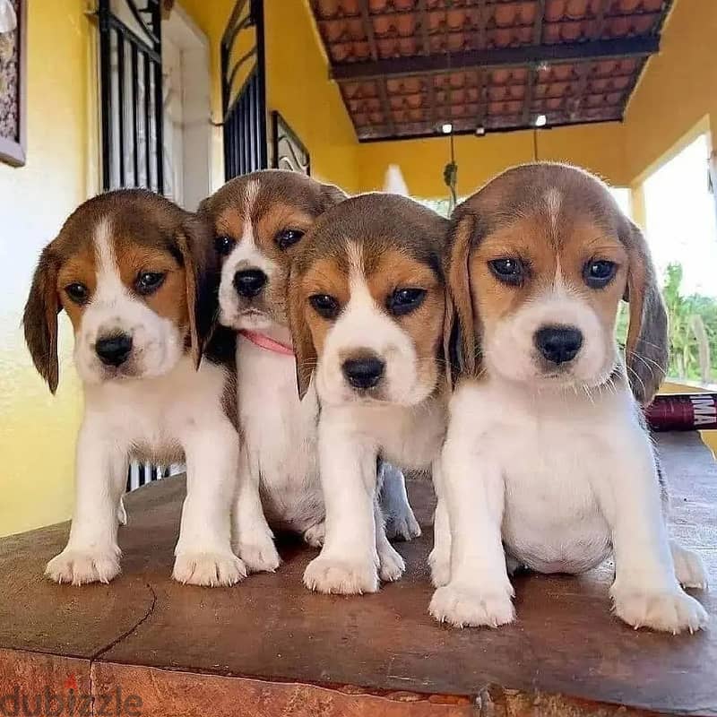 Beagle puppies// Whatsapp+971502618837 0