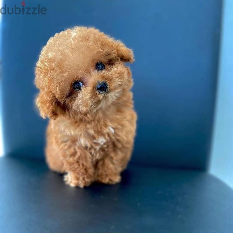 WhatsApp me +4917629216066 toy poodle puppies for Christmas 0