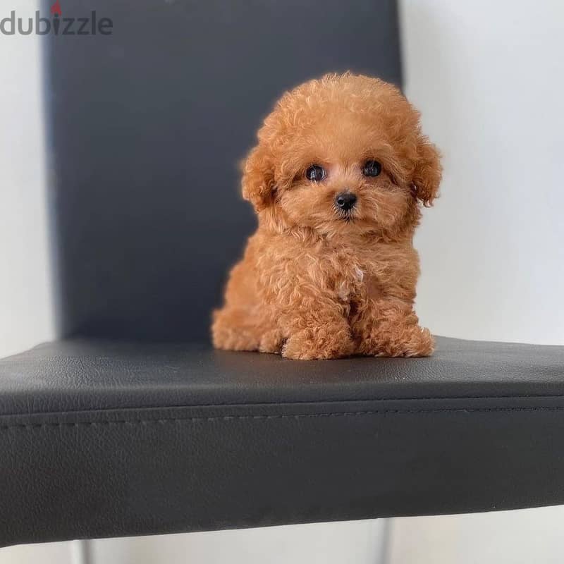 WhatsApp me +4917629216066 toy poodle puppies for Christmas 1