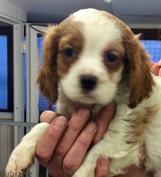 Whatsapp Me +966583921348 King Charles Spaniel Puppies 1