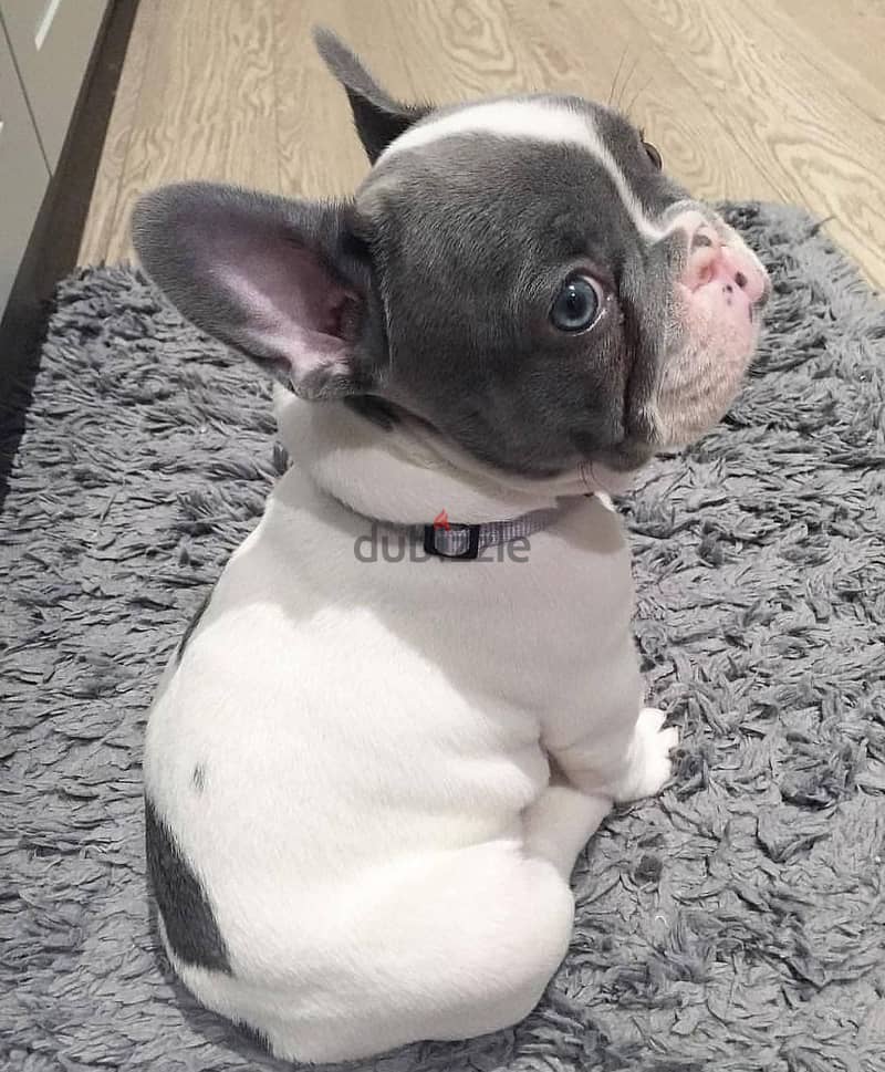 French Bulldog Puppies Available 2