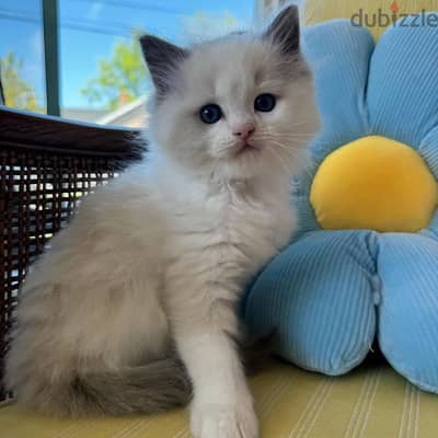 Pets for sale in Saudi Arabia dubizzle Saudi Arabia OLX