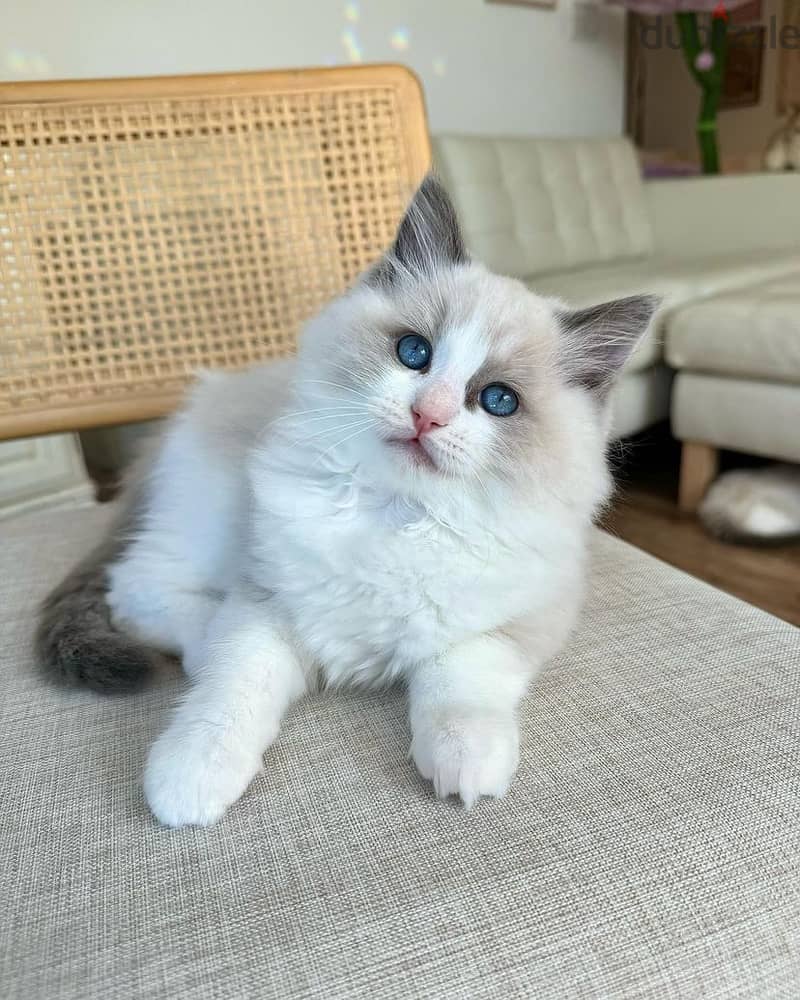 Ragdoll Kittens Available Now 1