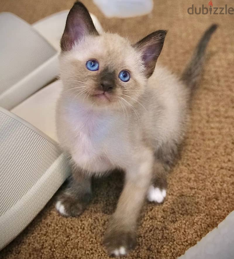 Ragdoll Kittens Available Now 2