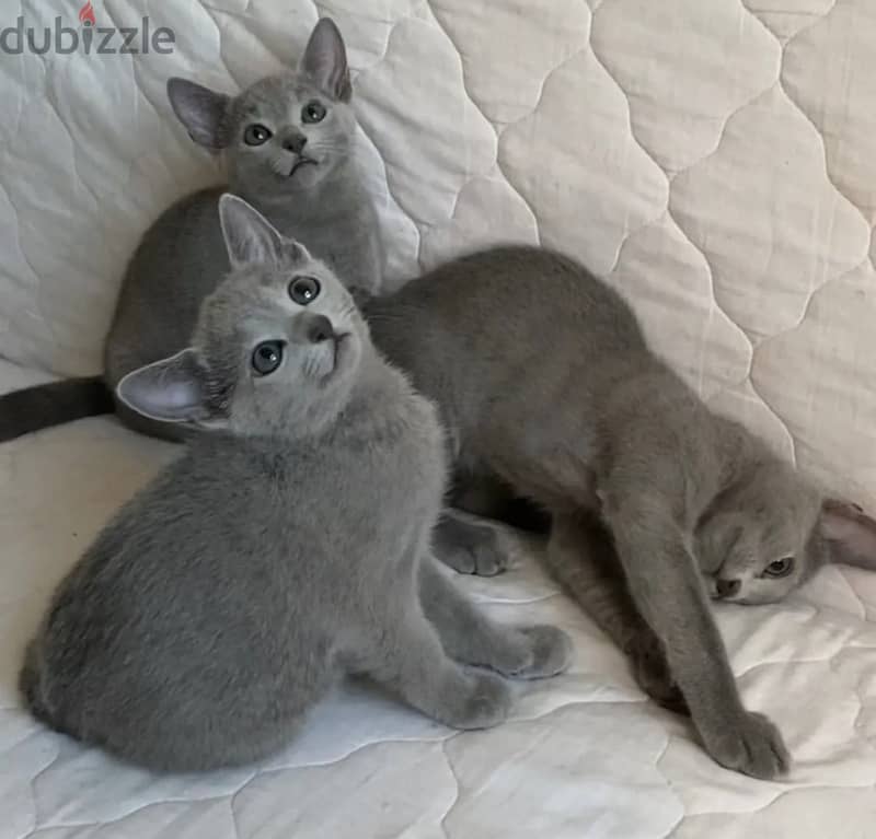 Purebred Russian Blue Kittens 0