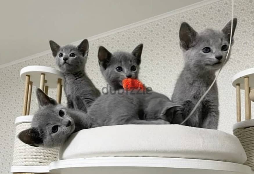 Purebred Russian Blue Kittens 1