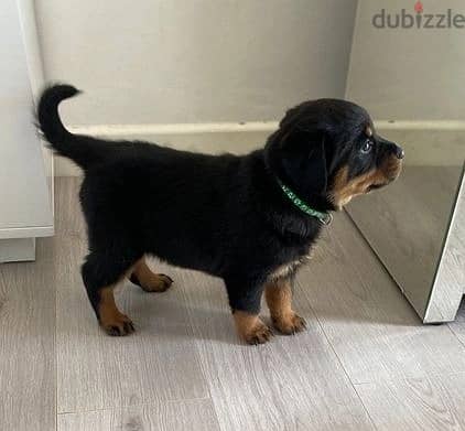 Whatsapp Me +966588993320 Rottweiler Puppies 0