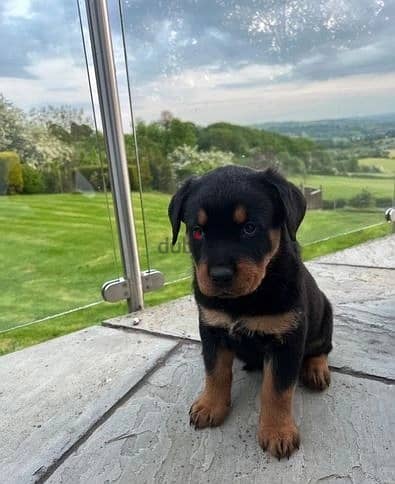 Whatsapp Me +966588993320 Rottweiler Puppies 1