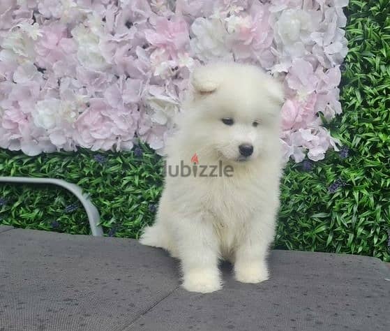 Whatsapp Me +972555074990 Samoyed Puppies 0