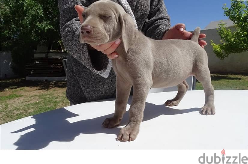 Whatsapp Me +966583921348 Weimaraner Puppies 0