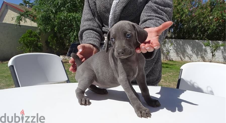 Whatsapp Me +966583921348 Weimaraner Puppies 0