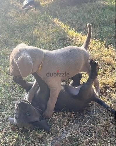 Whatsapp Me +966583921348 Weimaraner Puppies 1