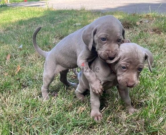 Whatsapp Me +966583921348 Weimaraner Puppies 1