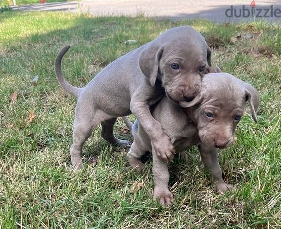 Whatsapp Me +966583921348 Weimaraner Puppies 1