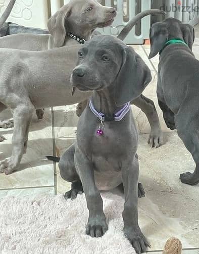 Whatsapp Me +966583921348 Weimaraner Puppies 0