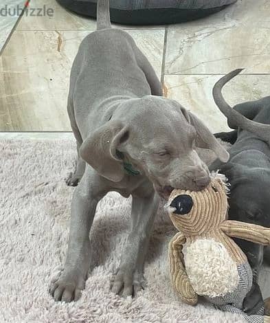 Whatsapp Me +966583921348 Weimaraner Puppies 1