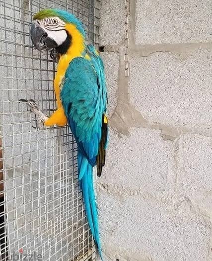 Whatsapp Me +972555074990 Ma-caw Birds 1