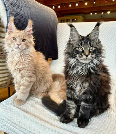 Maine Coon Kitten// Whatsapp+971502618837