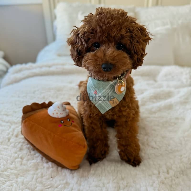 Poodle puppies// Whatsapp+971502618837 0