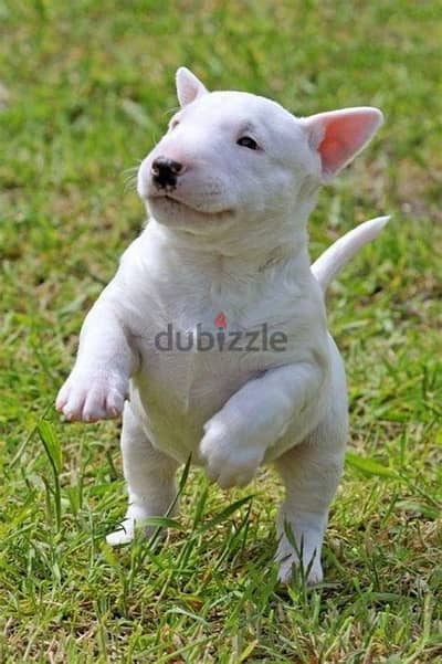 Bull Terrier Puppies Whatsapp me +972553390216