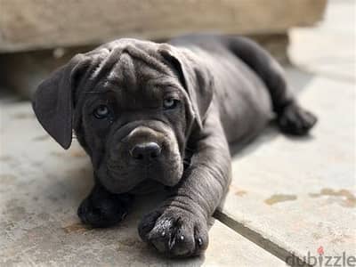 Cane Corso Puppies Whatsapp me +972553390216