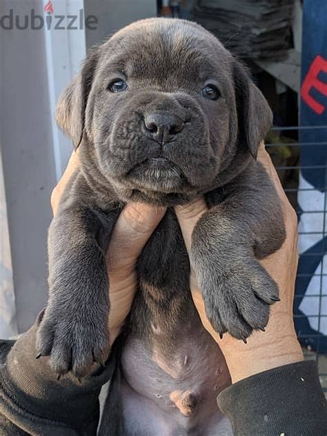 Cane Corso Puppies Whatsapp me +972553390216 1