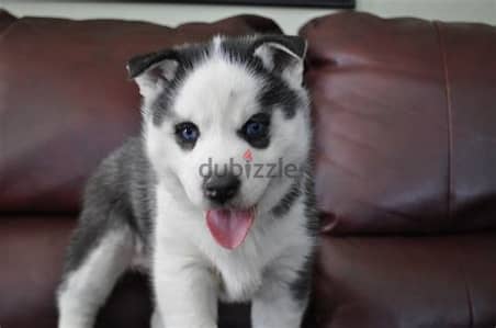 Siberian Husky Puppies Whatsapp me +972553390216