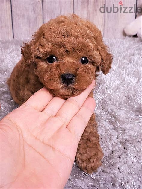 Toy Poodle Puppies Whatsapp me +972553390216 1