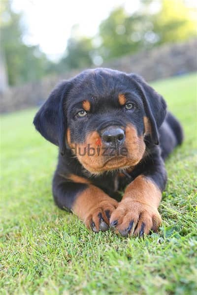 Rottweiler Puppies Whatsapp me +972553390216