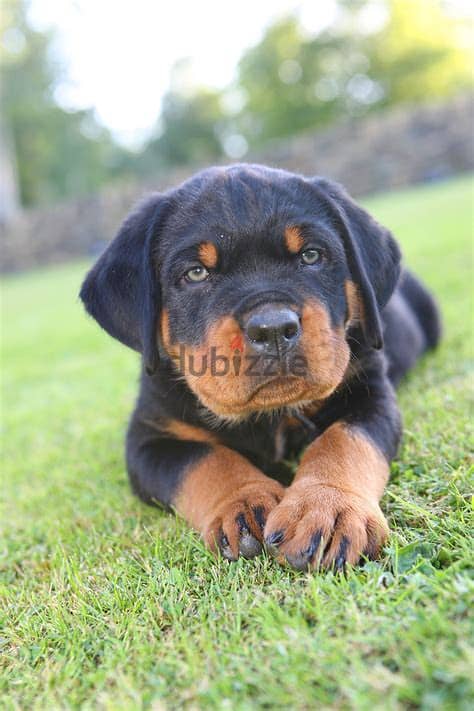 Rottweiler Puppies Whatsapp me +972553390216 0