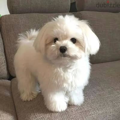 Maltese