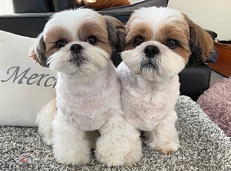 Shih Tzu puppies // WhatsApp +97455937699 0