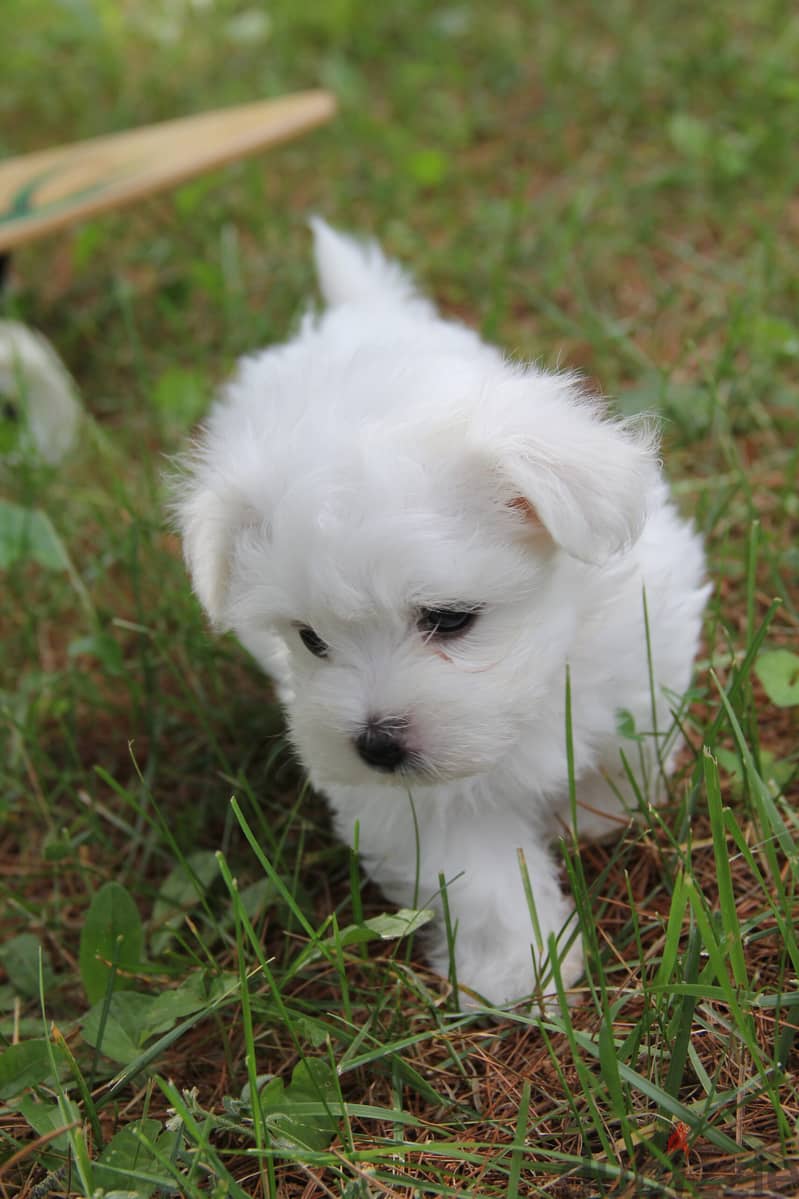 Maltese Puppies Whatsapp me +972553390216 1