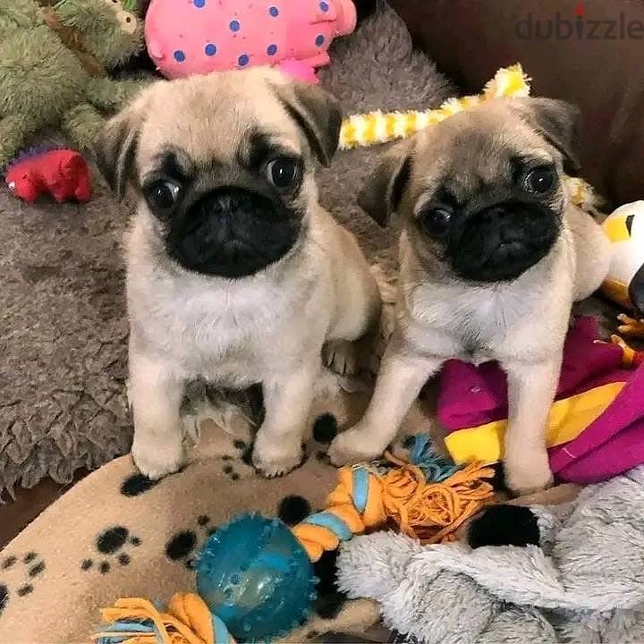 playful Pug puppies for sale 0