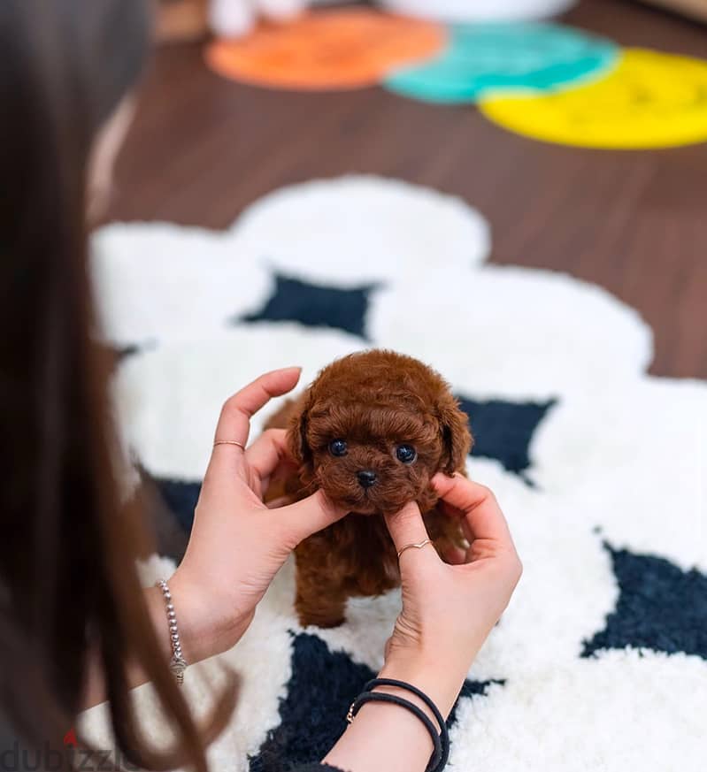 Female PooDle puppy for sale 0