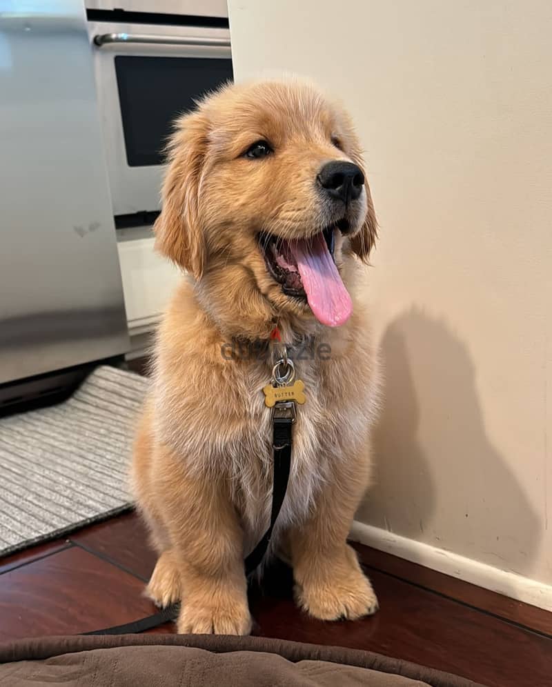 Playful Golden retriever puppy 0