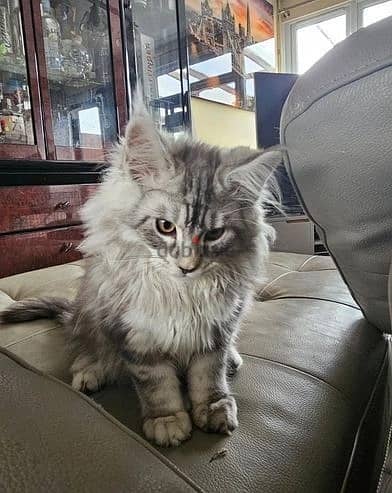 Whatsapp Me +972555074990 Maine Coon Cats 1