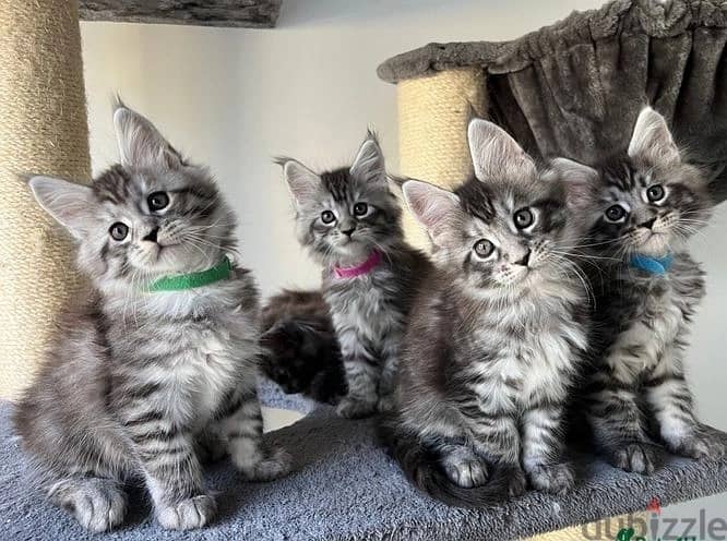 Whatsapp Me +972555074990 Maine Coon Cats 0