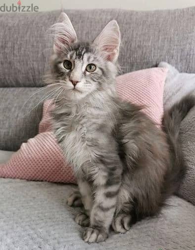 Whatsapp Me +972555074990 Maine Coon Cats