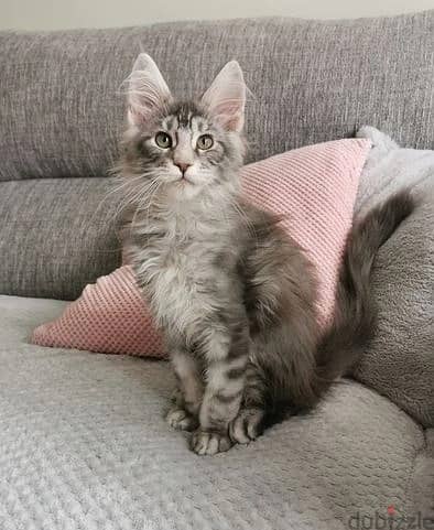 Whatsapp Me +972555074990 Maine Coon Cats 1