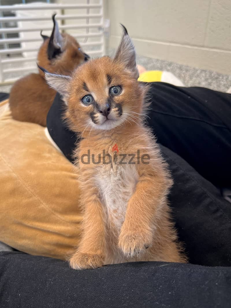 Whatsapp Me +966588993320 Caracal Cats 1