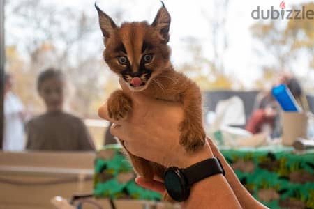 Caracal Cats Whatsapp Me +966588993320