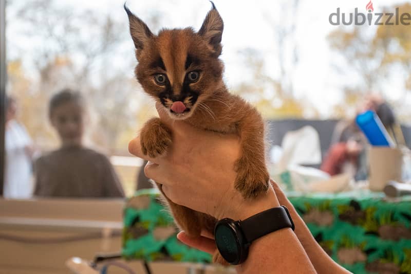 Caracal Cats Whatsapp Me +966588993320 0