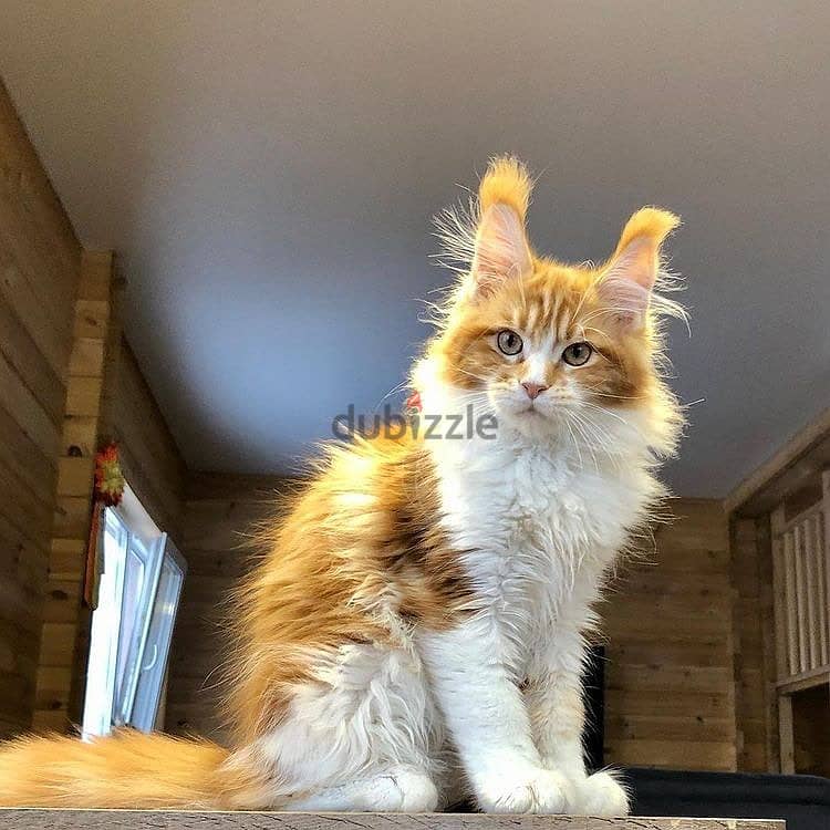 Maine coons kittens// Whatsapp+966568218820 0