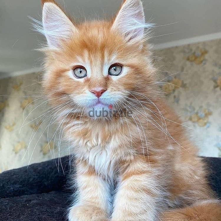 Maine coons kittens// Whatsapp+966568218820 0