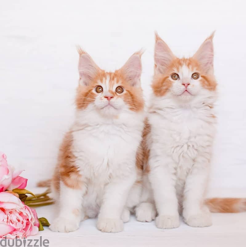 Maine coon kittens// Whatsapp +966568218820 0