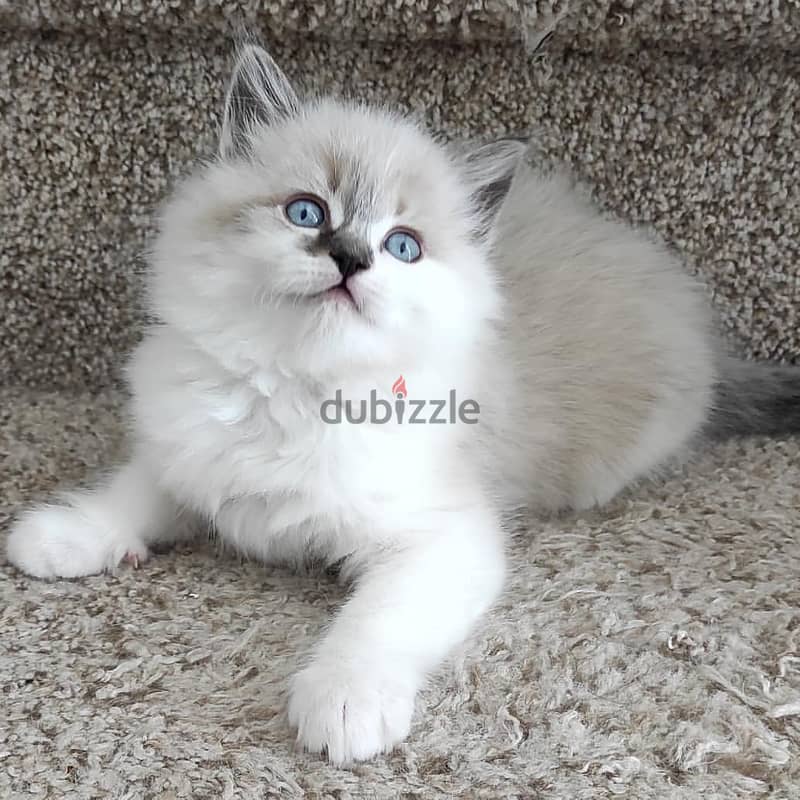 vaccinated Ragdoll kittens 0