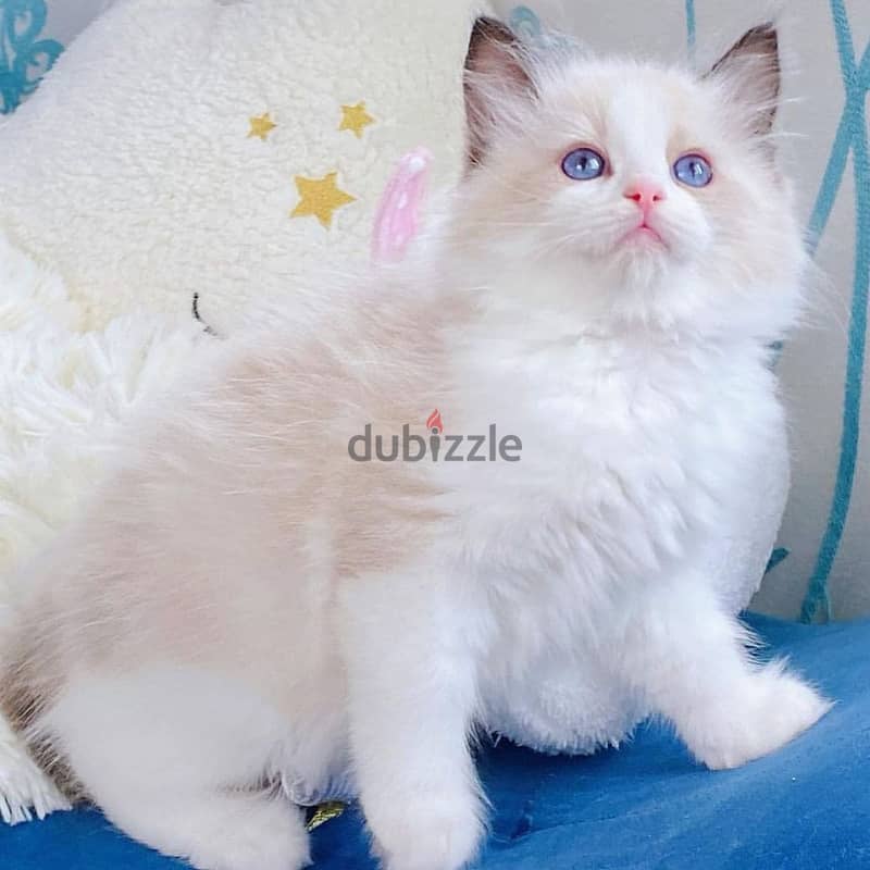 vaccinated Ragdoll kittens 1