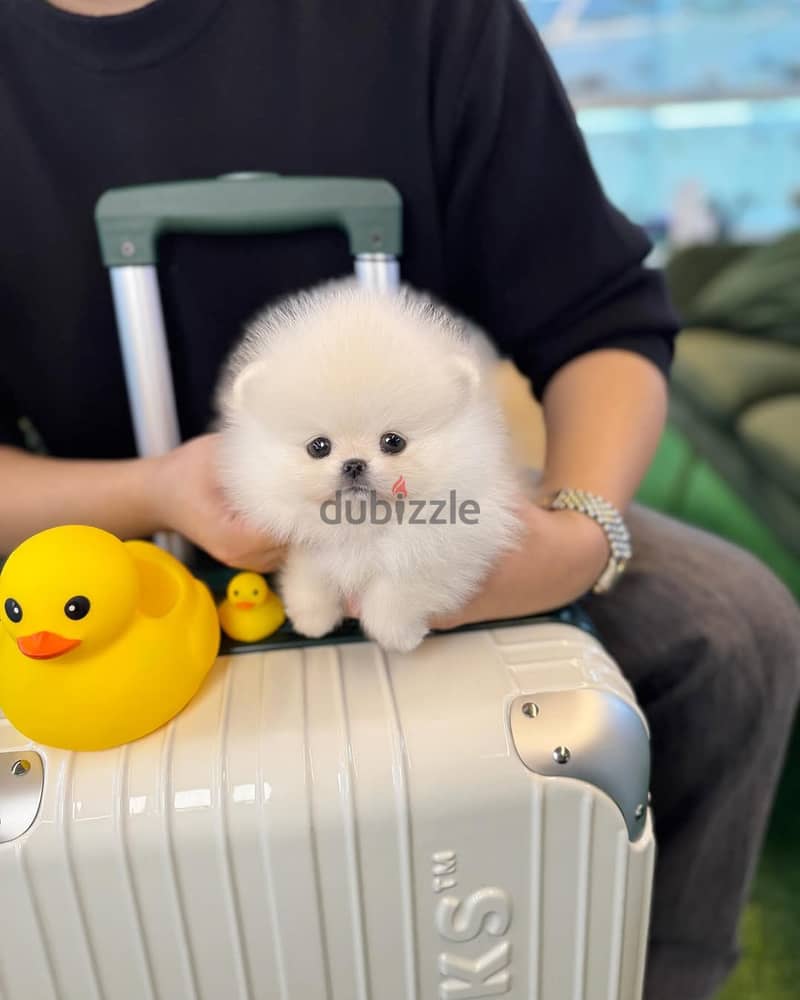 Pomeranian puppies// Whatsapp +966568218820 0